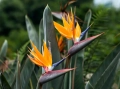 Кралска стрелиция (Strelitzia reginae), снимка 2