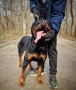 Ротвайлери , снимка 12