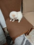 Mini Pomeran, снимка 17