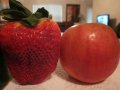 100 гигантски ягодови семена от плод ягода ягоди органични плодови ягодови семена от вкусни ягоди от, снимка 3