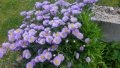 Продавам семена на цветя Маргарита, градинска, синя, снимка 1 - Разсади - 36401385