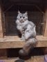 Мейн Куун женска котка, снимка 1 - Мейн кун - 43218504