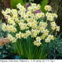 Нарцис (Narcissus 'Minnow') - луковици, снимка 1
