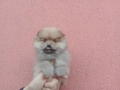 Мъжки Померан. Реални снимки от 20.01.26 г. , снимка 2