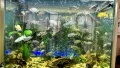 АКВАРИУМ - 180 литра напълно оборудван заедно с рибките, снимка 1