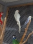 Продавам папагал пенантова розела, снимка 6
