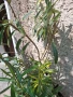 олеандър ,лян ,вариегатен, снимка 4