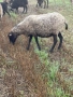 Романовски овце и агнета за клане и разплод., снимка 8