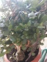 Дървото на живота,голямо,многогодишно,много богато,отлично, снимка 5