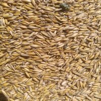 Пшеница (жито)и овес, снимка 1 - За селскостопански - 44002758