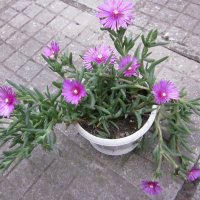 делосперма - с бонус , снимка 4 - Градински цветя и растения - 37227514