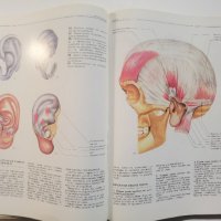 Атлас / Глава Анатомия, мимика, пластика Христо Кирчев, снимка 8 - Енциклопедии, справочници - 37453437