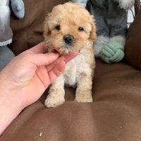 Пудел Той Poodle toy / Малтипу Маltipoo, снимка 12 - Пудели - 43033631