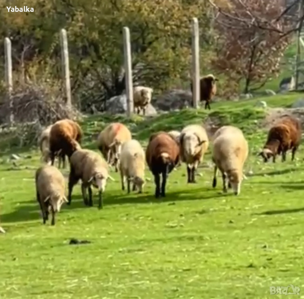 Продавам стадо овце порода цигай, снимка 1
