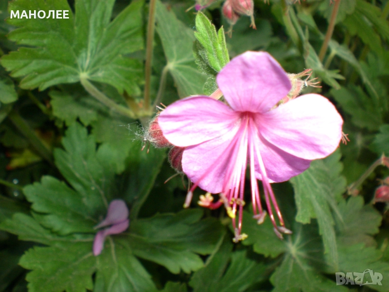 РОЗОВ ЗДРАВЕЦ, снимка 1