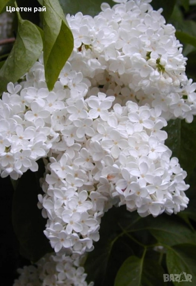 Три цвята люляк, ароматен, снимка 1