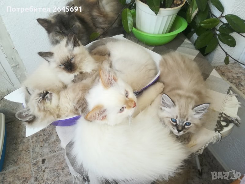 екзоти4ни сибирки принцеси котета, снимка 1