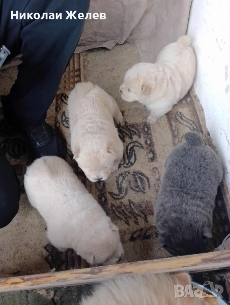 Кученца чау чау родени на 17.10, снимка 1