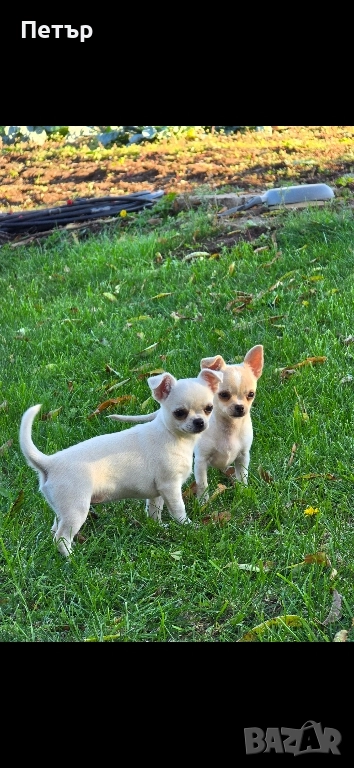 чихуахуа момче и момиче, снимка 1