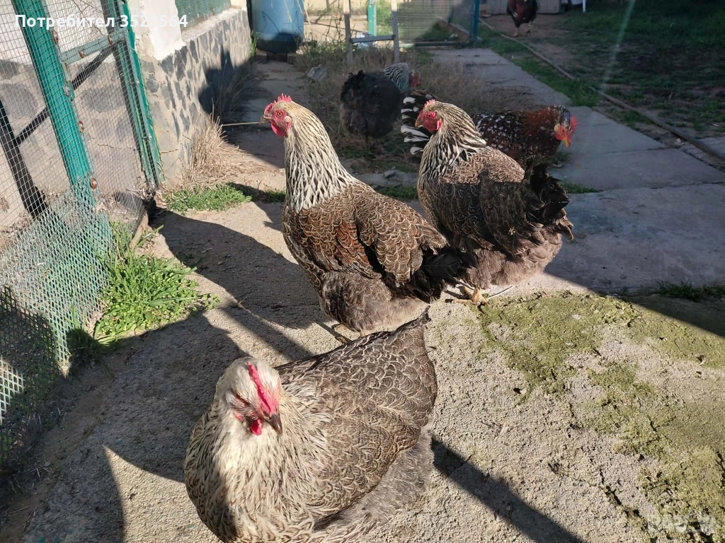 Катунски кокошки, снимка 1