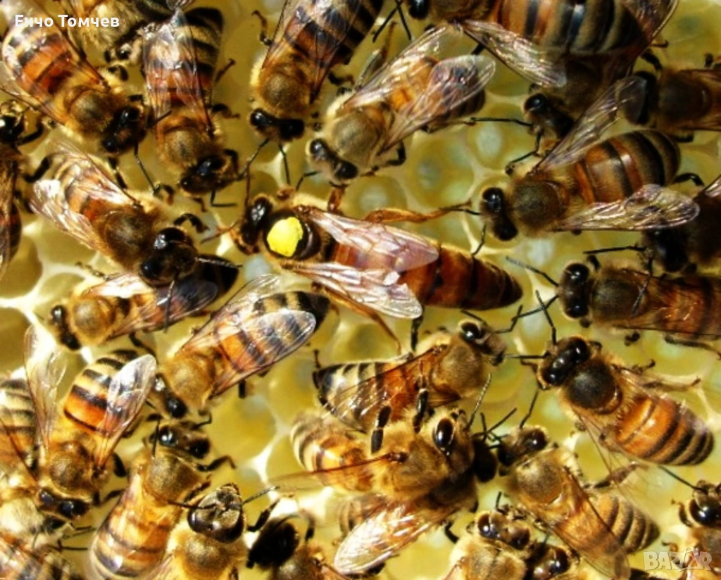 Пчелни Отводки , снимка 1