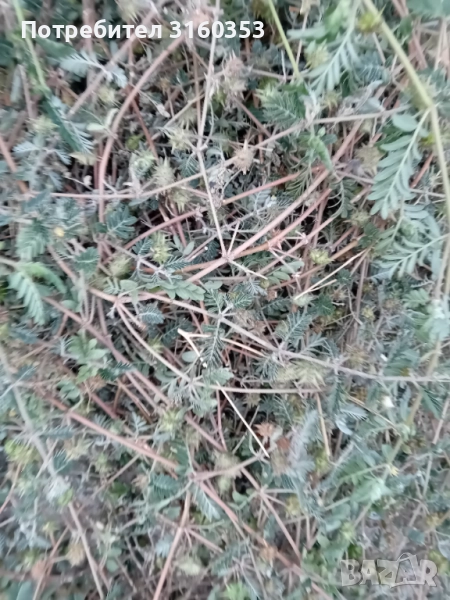 Бабини зъби, снимка 1