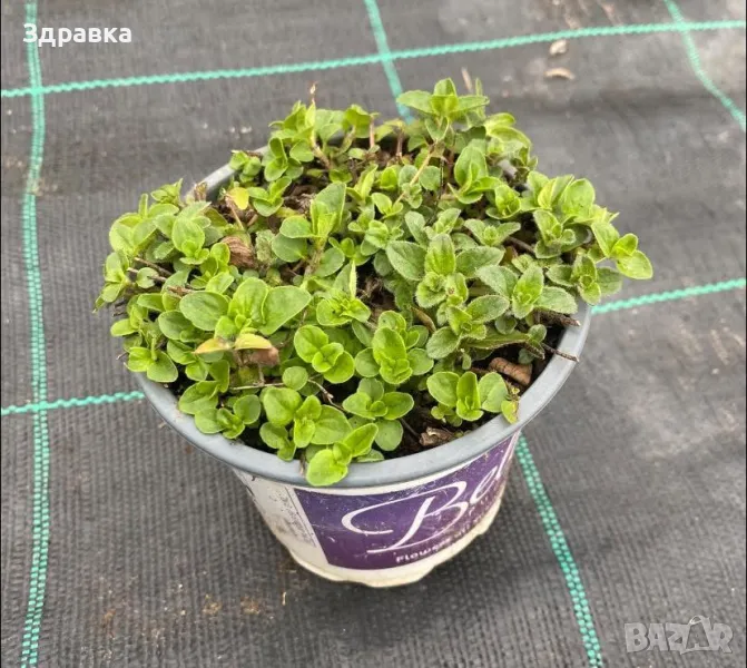   МЕНТА БОСИЛЕК РИГАН , снимка 1