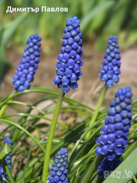 Muscari neglectum, снимка 1