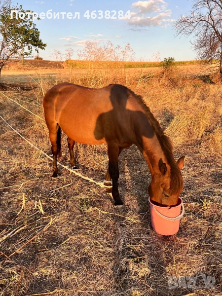Кобила и Женско муле, снимка 1
