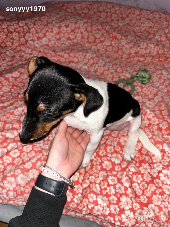 ПРОДАВАМЕ КУЧЕНЦЕ-ЖЕНСКИ ДЖАК РЪСЕЛ 1911251045, снимка 1