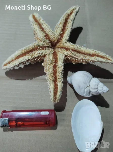 Океански дарове, снимка 1