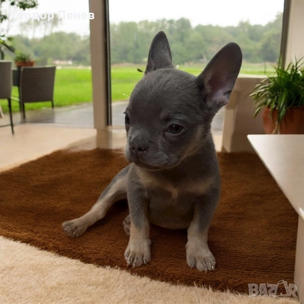 Френски Булдог Лилак Тан , снимка 1