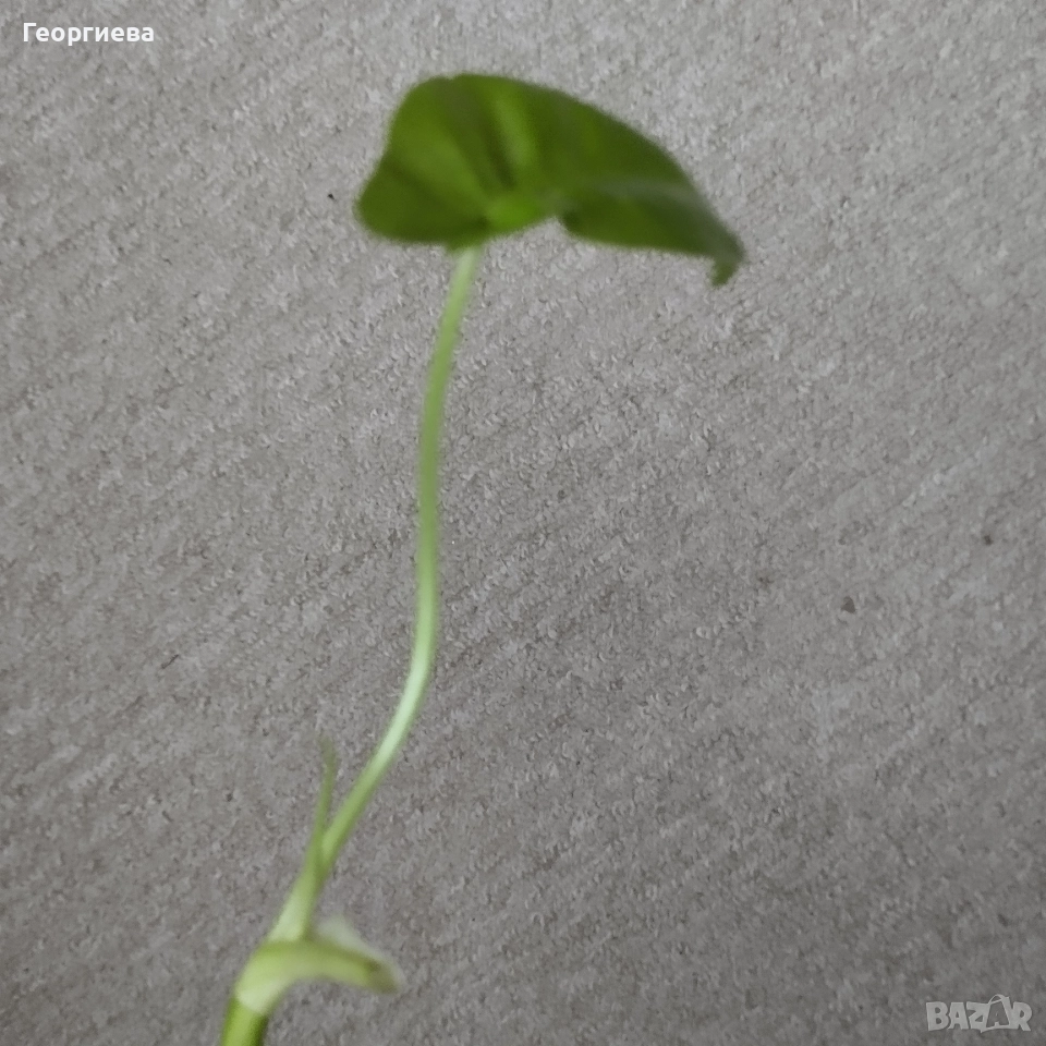 филодендрон , снимка 1