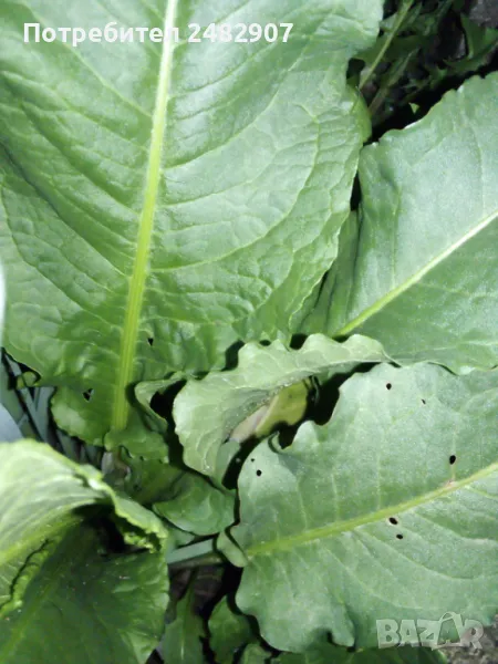 Листа от пресен лапад/щавляк - кг, снимка 1