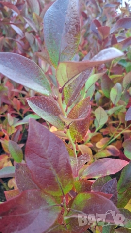 Американска боровинка в саксия , снимка 7 - Градински цветя и растения - 51862841