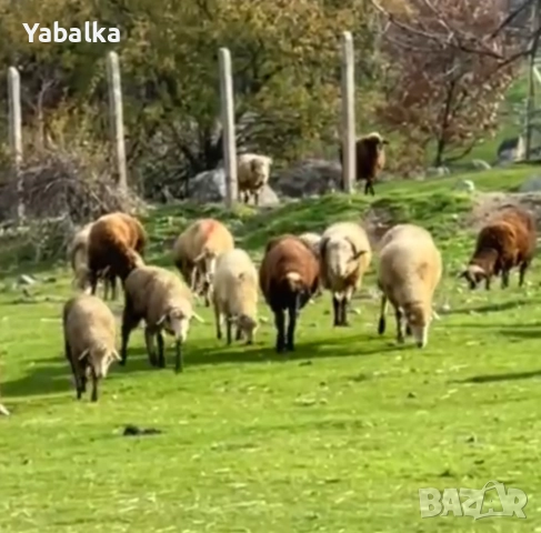 Продавам стадо овце порода цигай