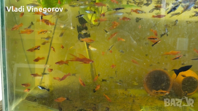Аквариум 130 литра с рибки - само лично предаване гр.ВИДИН, снимка 5 - Рибки - 53255378