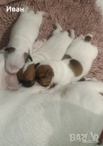 Джак Ръсел териер