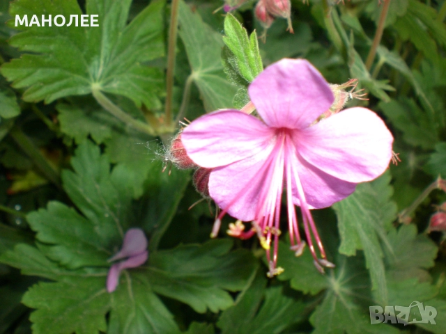 РОЗОВ ЗДРАВЕЦ