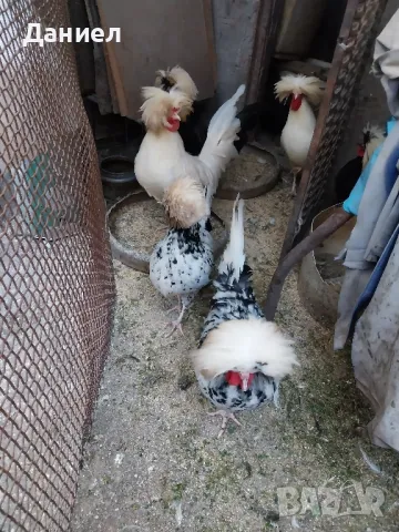 Холандска качулата (холандки), снимка 8 - Кокошки и пуйки - 45697010