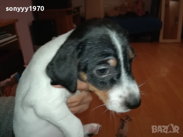 ДЖАК РЪСЕЛ ТЕРИЕР 0510250821, снимка 4 - Джак ръсел териер - 51948696