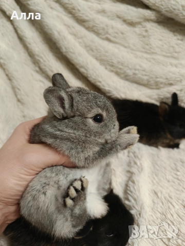 Холандско джуджета , снимка 3 - Декоративни зайчета - 52554621