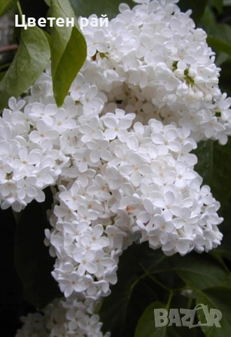 Три цвята люляк, ароматен