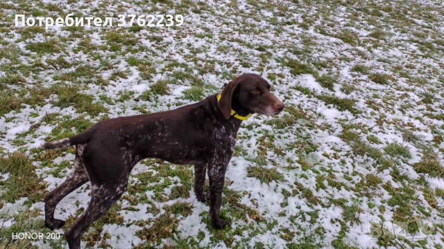 Работещ Курцхар на 5 години., снимка 3 - Курцхаар - 53231115