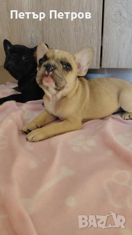 френски булдог -булдочета , снимка 18 - Френски булдог - 51929954