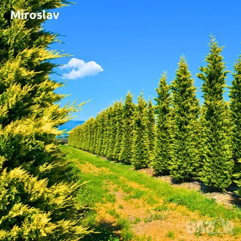 Кипарис Лейланди (Златен ездач), снимка 2 - Градински цветя и растения - 49938287