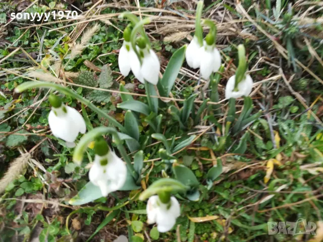 ГРЪМ ОТ КОКИЧЕТА-ЛОТ В САКСИЯ С ЛУКОВИЦИ И ПОЧВА 0402251648, снимка 15 - Градински цветя и растения - 48965524