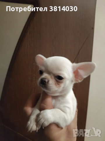 Чихуахуа, снимка 3 - Чихуахуа - 52873076