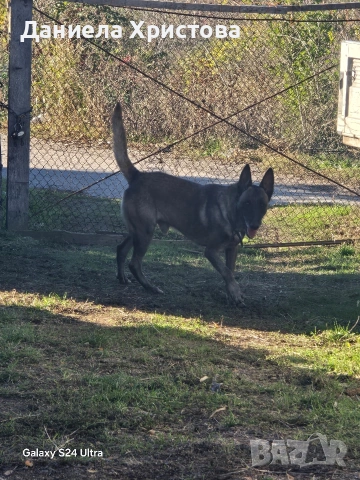 Бебета Белгийска овчарка , снимка 7 - Белгийска овчарка - 53119072