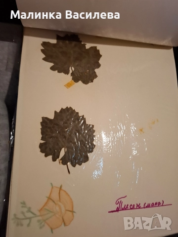 Хербарии, снимка 4 - Декорация за дома - 52879623